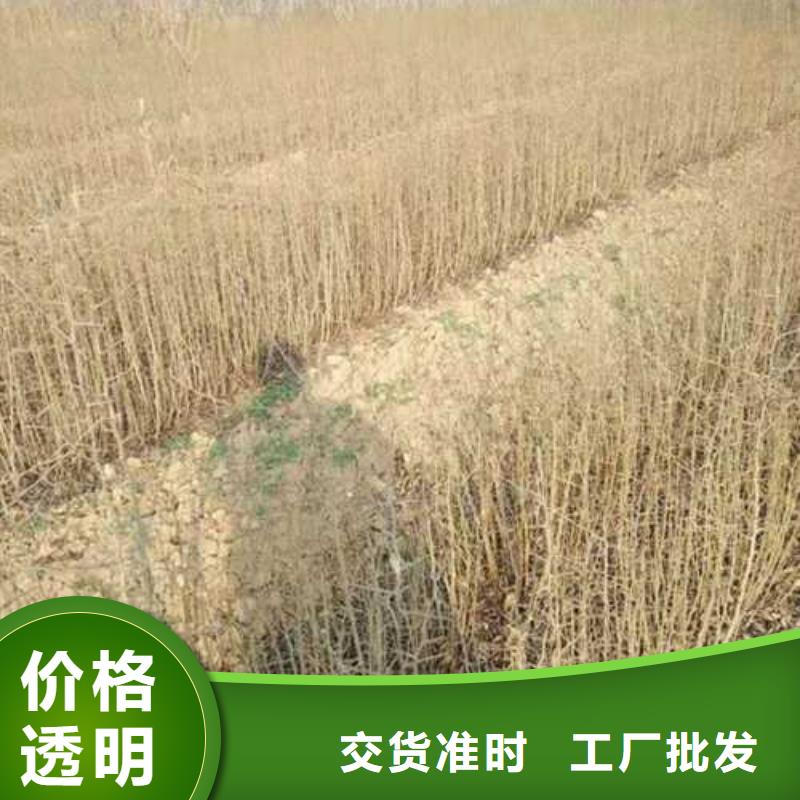 杜梨【梨树苗基地】随心所欲定制