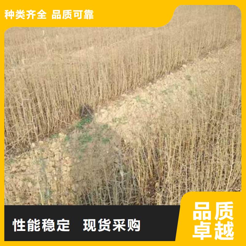 杜梨梨树苗基地品质过硬