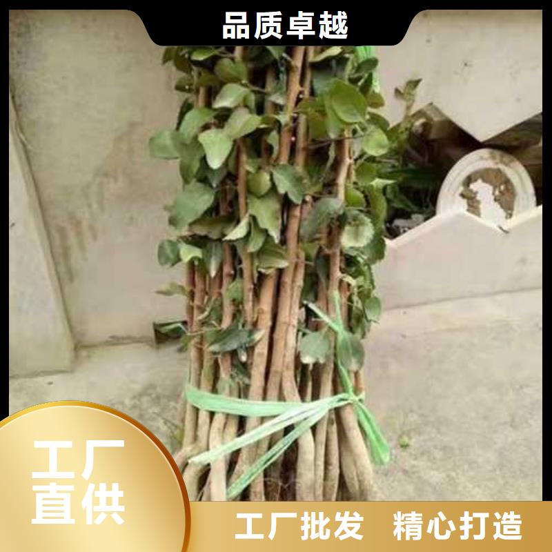 杜梨瑞蟠101桃树苗N年生产经验