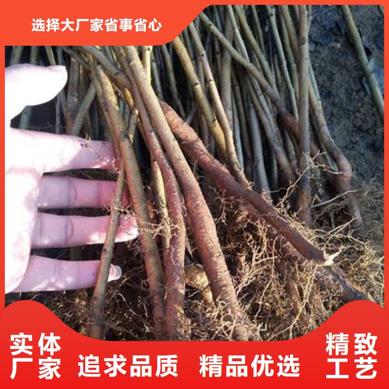 杜梨-新梨7号梨树苗实体厂家大量现货