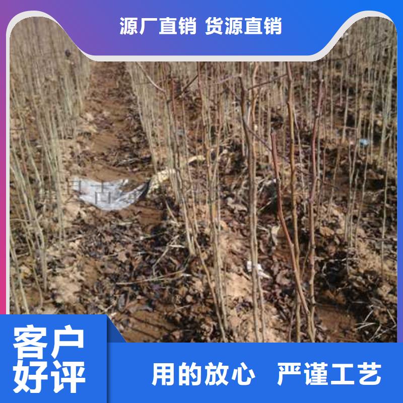 杜梨秋月梨树苗实力商家推荐