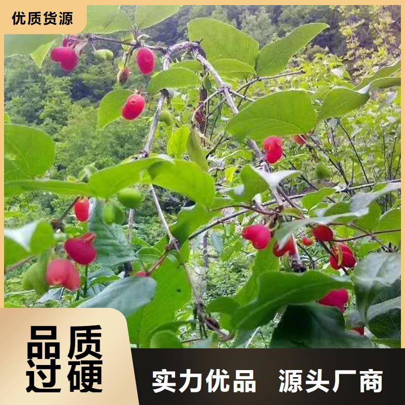 杈杷果,苹果苗优质货源