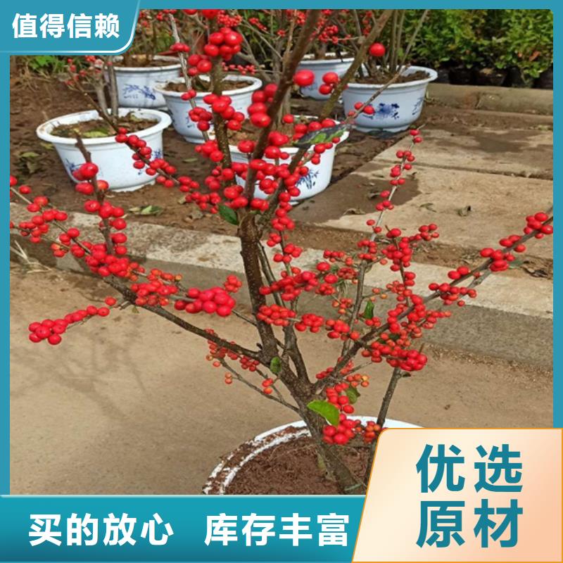 北美冬青苹果苗超产品在细节