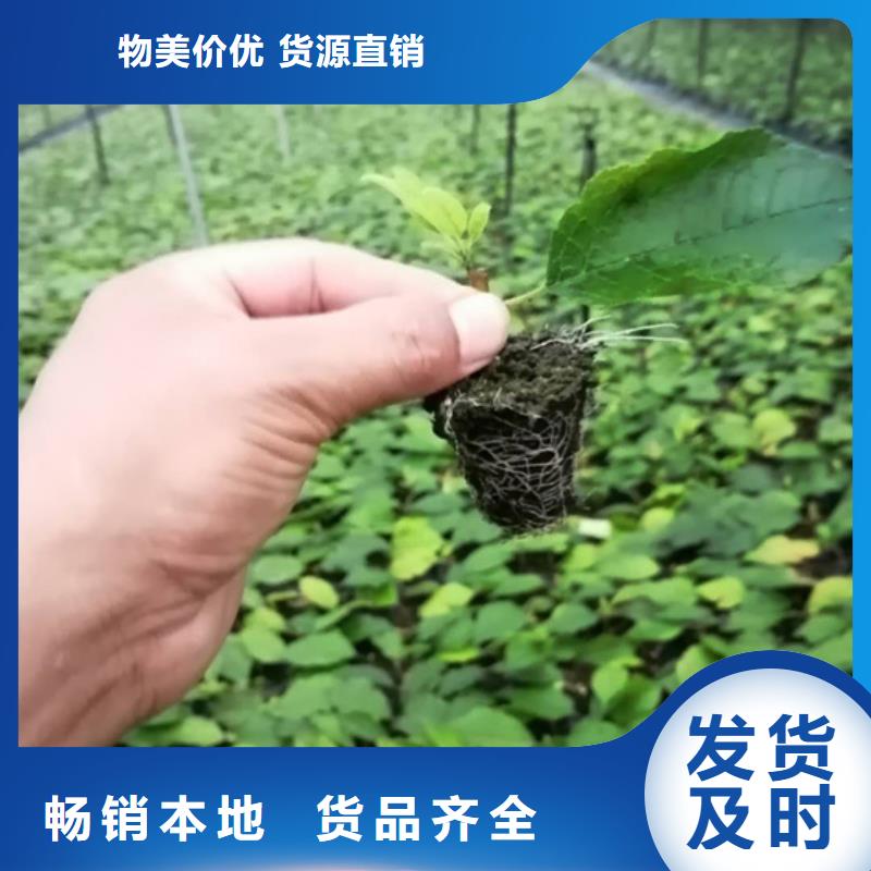 【北美冬青】奶油草莓品质商家