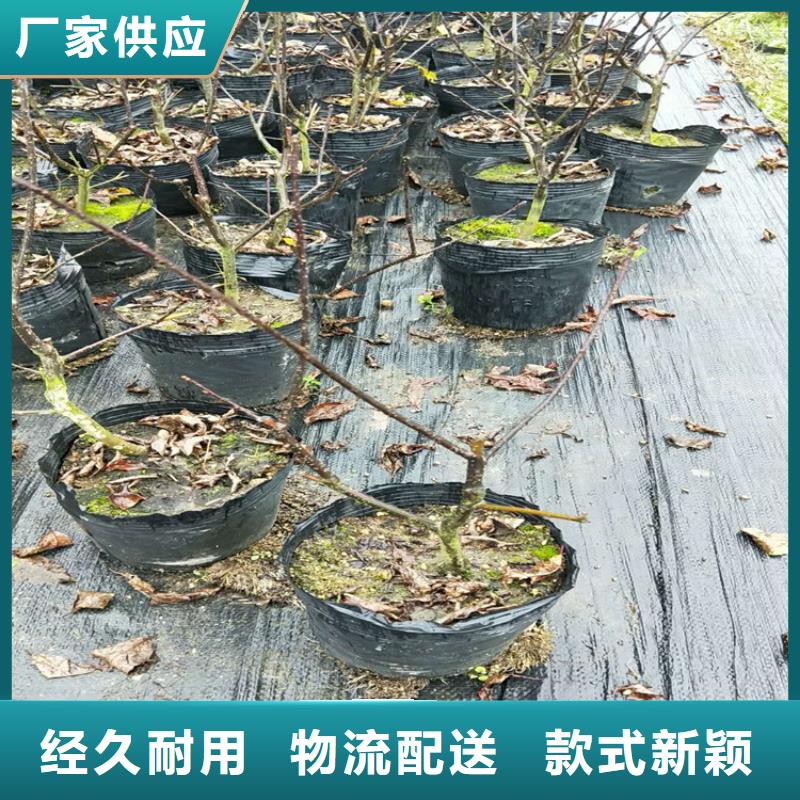 【北美冬青】-红石榴苗基地加工定制