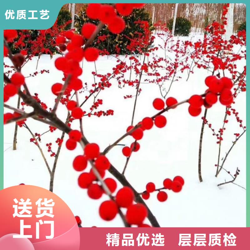 北美冬青【葡萄苗】多年行业经验