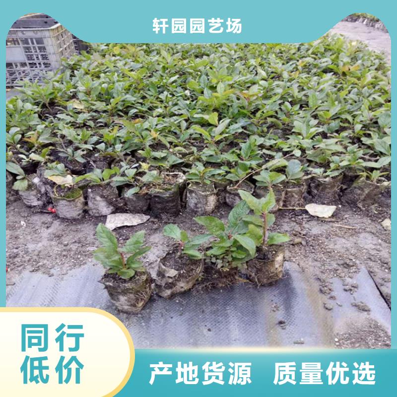 北美冬青苹果苗通过检测