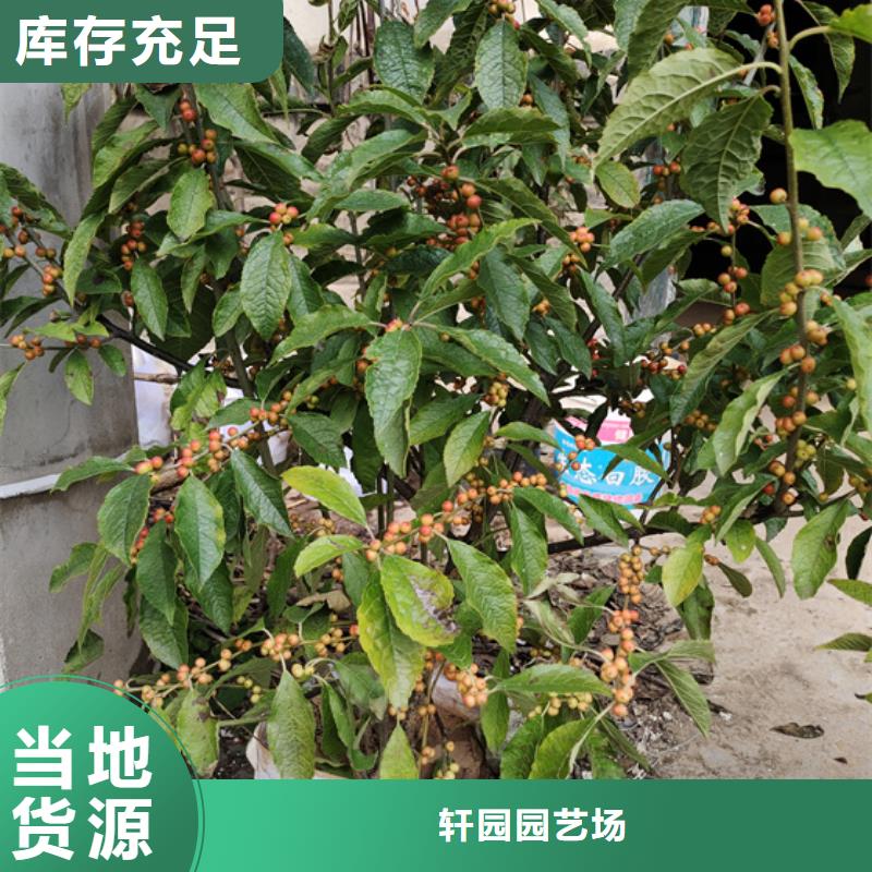 北美冬青无花果苗专业生产N年