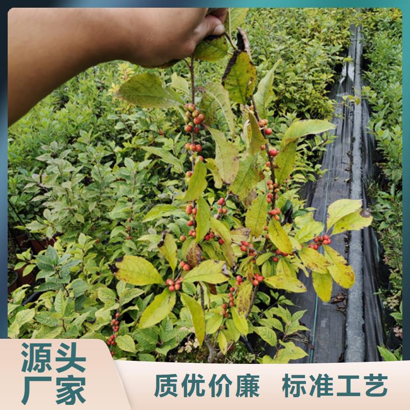 【北美冬青】奶油草莓品质商家