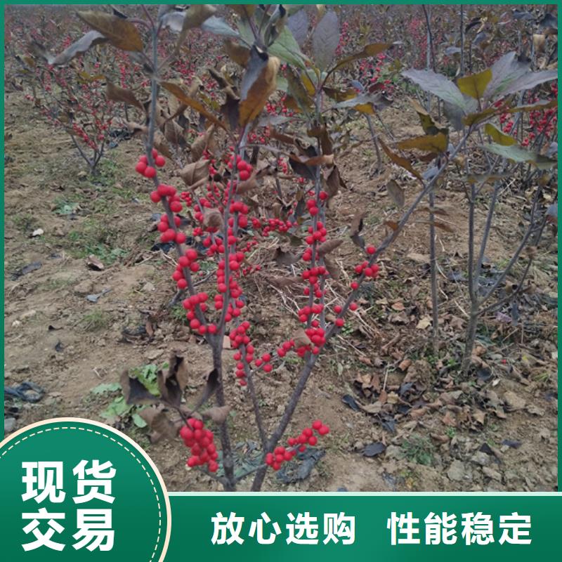 【北美冬青】-红石榴苗基地加工定制