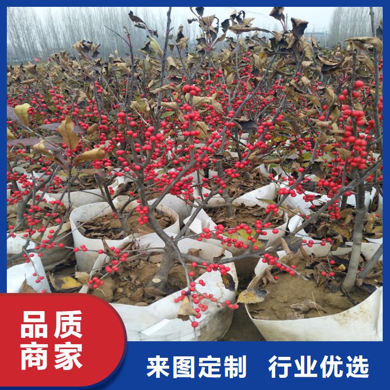 北美冬青板栗苗细节决定成败