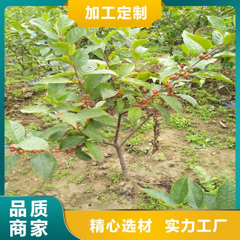 北美冬青苹果苗采购无忧