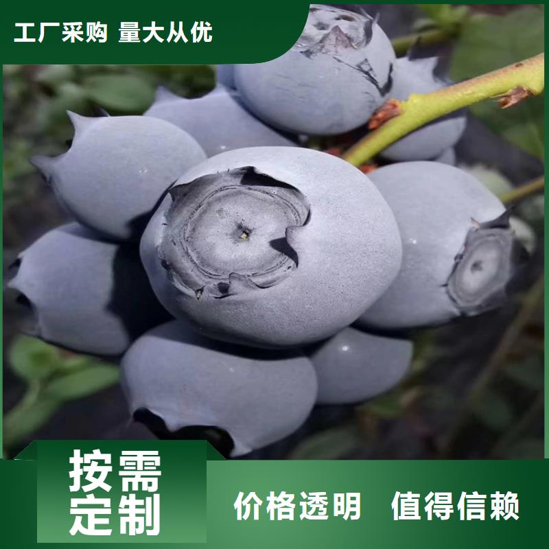 蓝莓苗拒绝伪劣产品