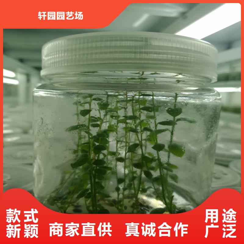 蓝莓苗桃树苗追求细节品质