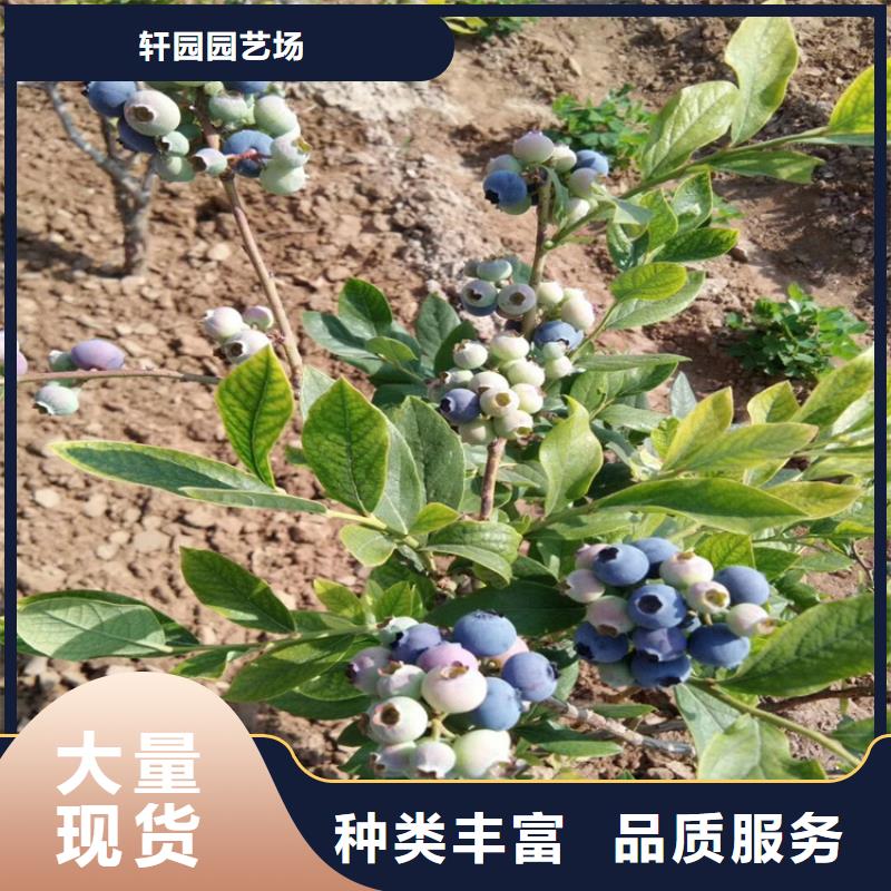 蓝莓苗【石榴树】大量现货供应