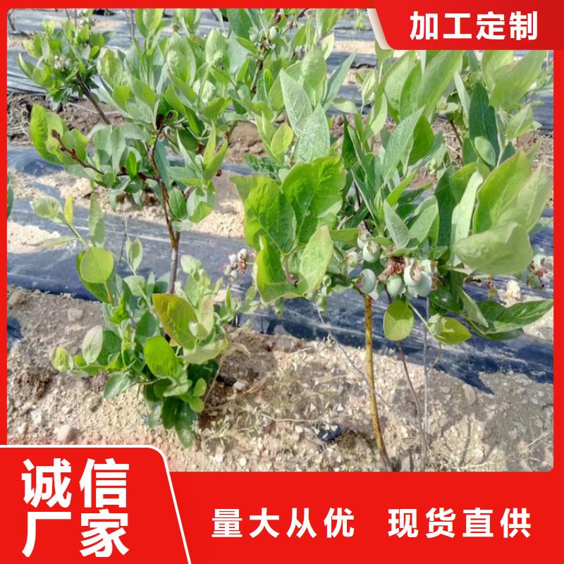 蓝莓苗苹果苗今日价格