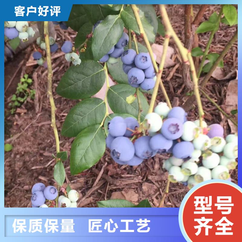 蓝莓苗_【樱桃苗】质检严格