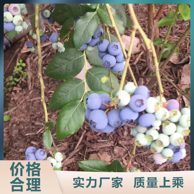 【蓝莓苗,樱桃苗种类齐全】