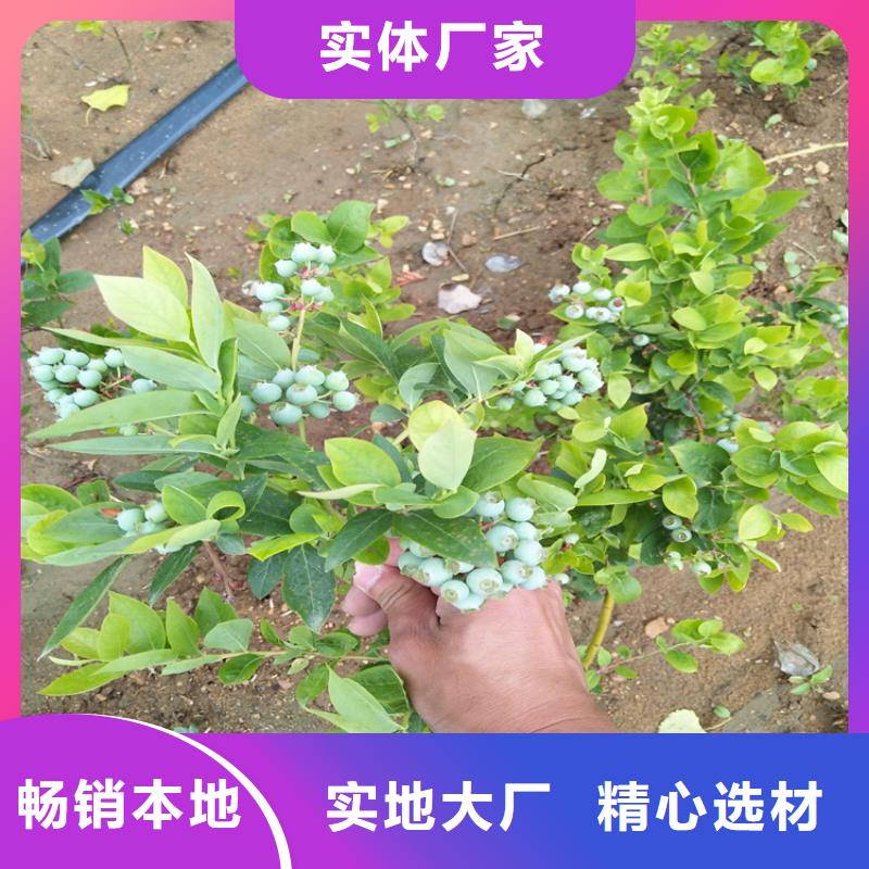 蓝莓苗北美冬青来图定制量大从优