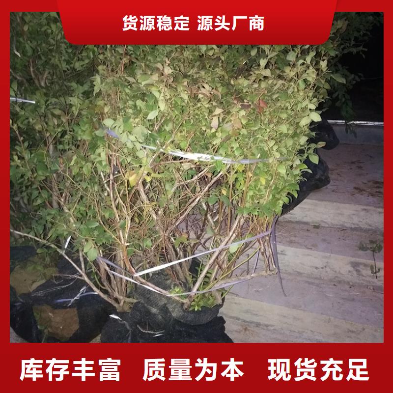 蓝莓苗_板栗苗加工定制