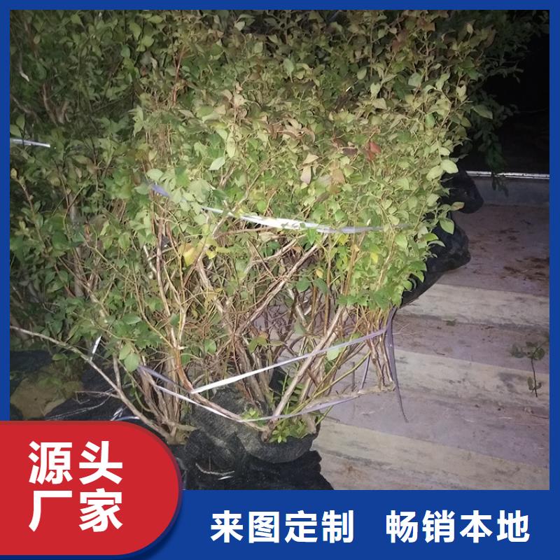 蓝莓苗樱桃苗现货直发