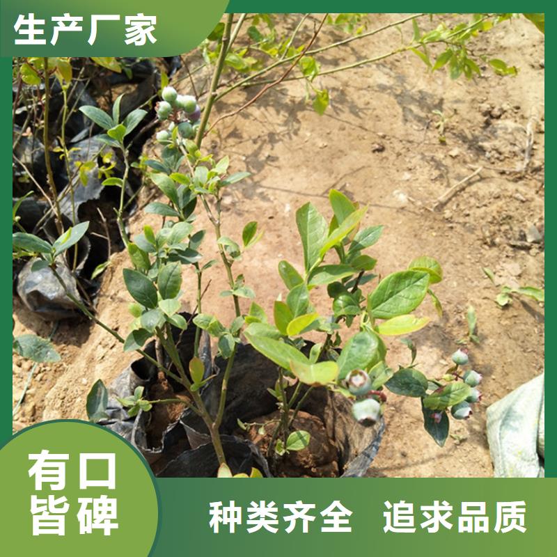 蓝莓苗苹果苗今日价格