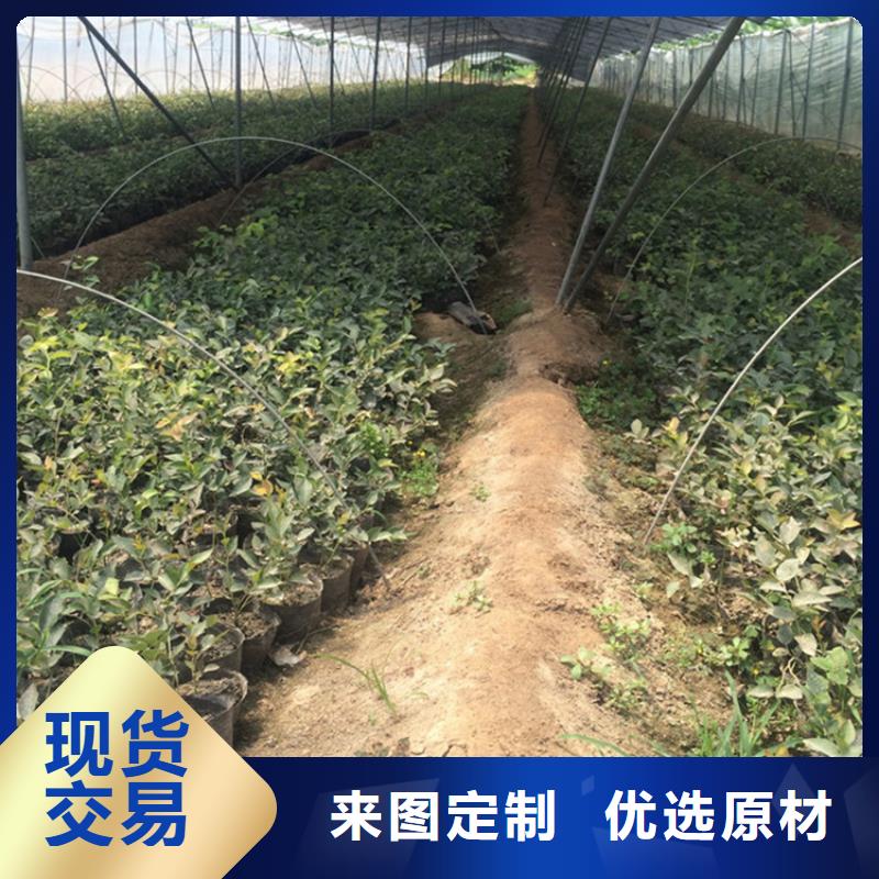 蓝莓苗北美冬青来图定制量大从优