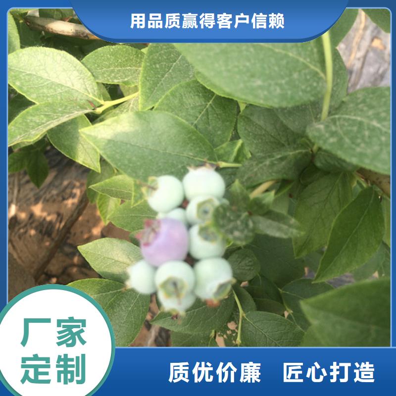 蓝莓苗_苹果苗出货快