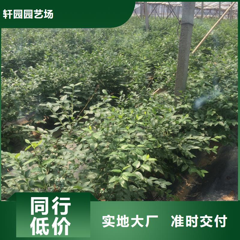 蓝莓苗_苹果苗0中间商差价