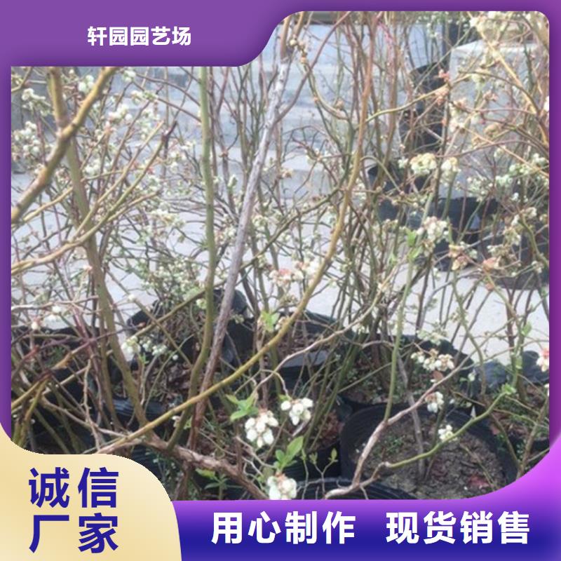 蓝莓苗苹果苗精心选材