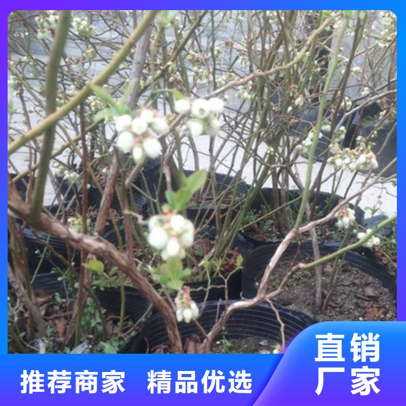 蓝莓苗苹果苗今日价格