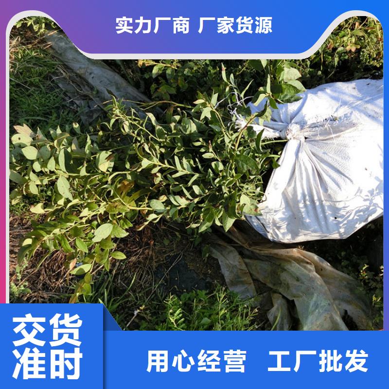 蓝莓苗苹果苗厂家自营