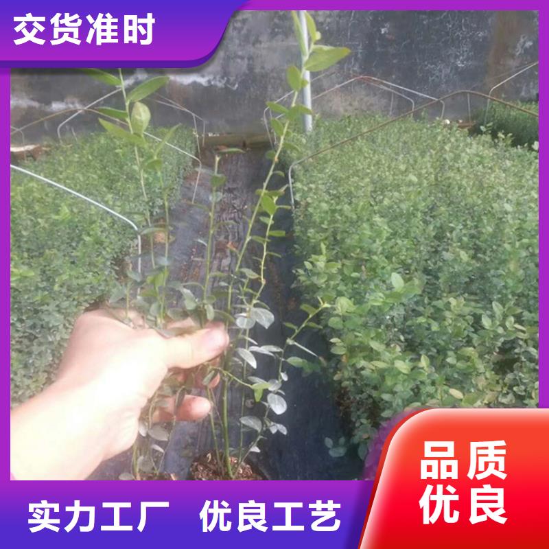 蓝莓苗桃树苗海量库存