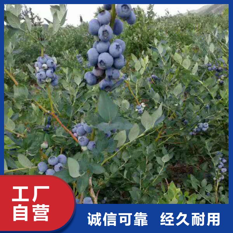 蓝莓苗-草莓苗一手货源
