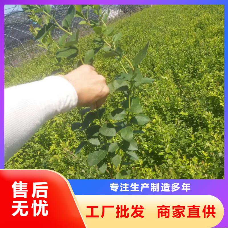 蓝莓苗樱桃苗现货直发