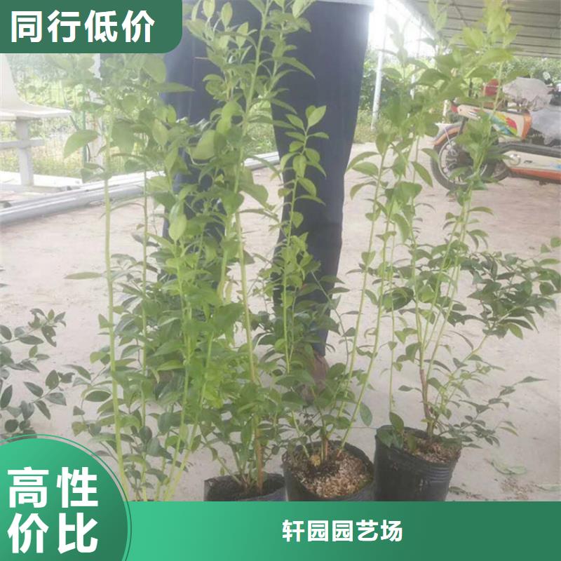 蓝莓苗梨树苗严格把关质量放心