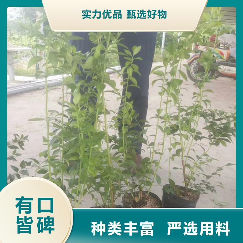 蓝莓苗苹果苗今日价格