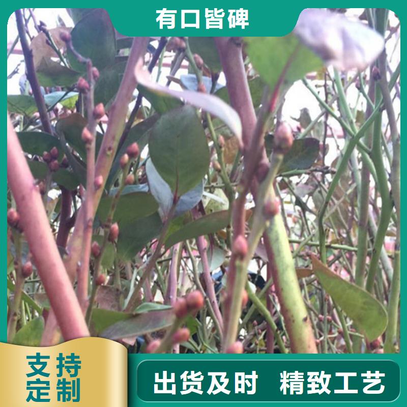 蓝莓苗苹果苗精心选材