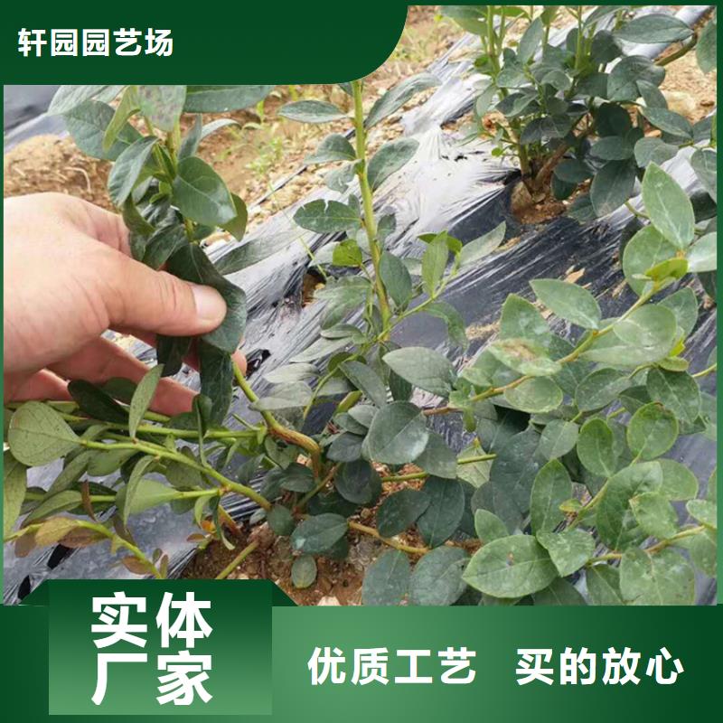 【蓝莓苗嘎啦苹果供应商】