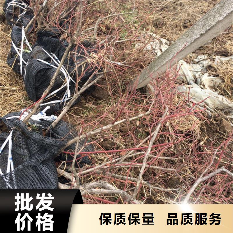 蓝莓苗_樱桃苗源头厂家供应