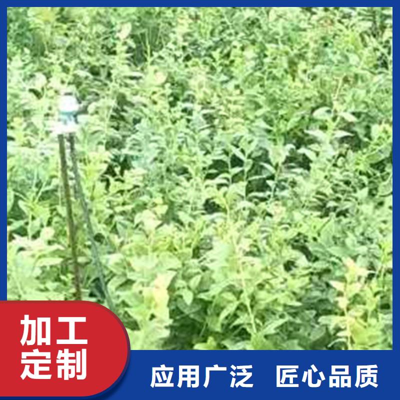 【蓝莓苗】樱桃苗高标准高品质