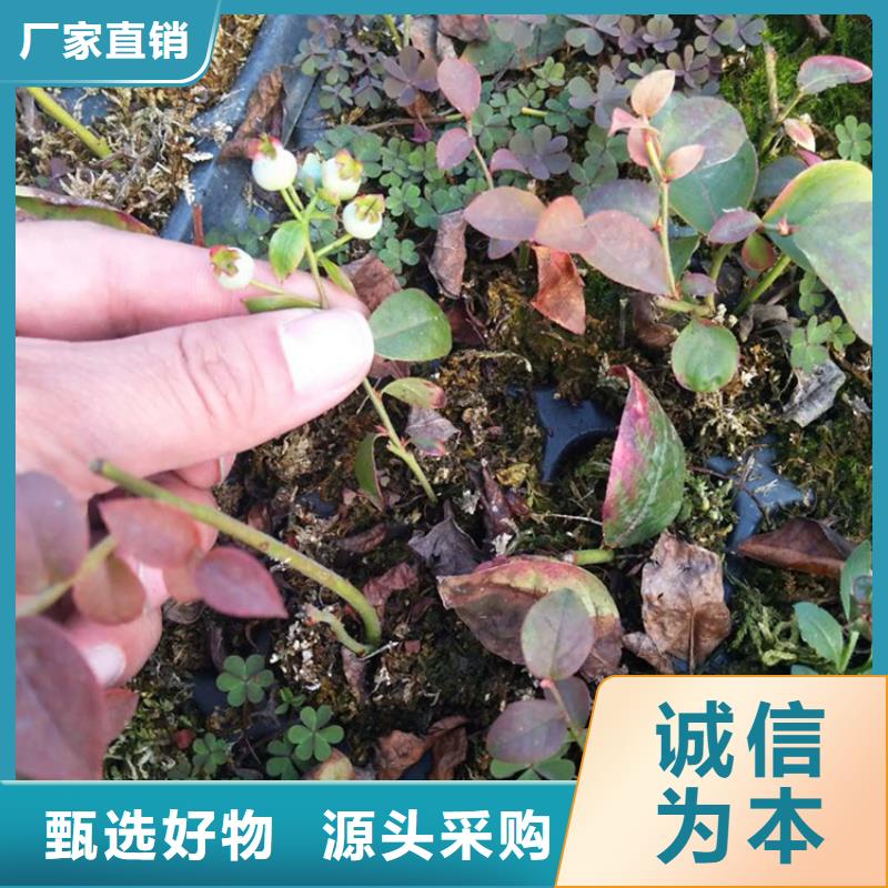 蓝莓苗苹果苗免费获取报价