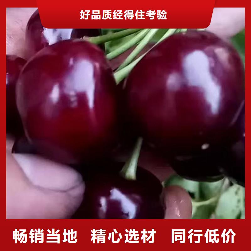 樱桃无花果苗优良工艺