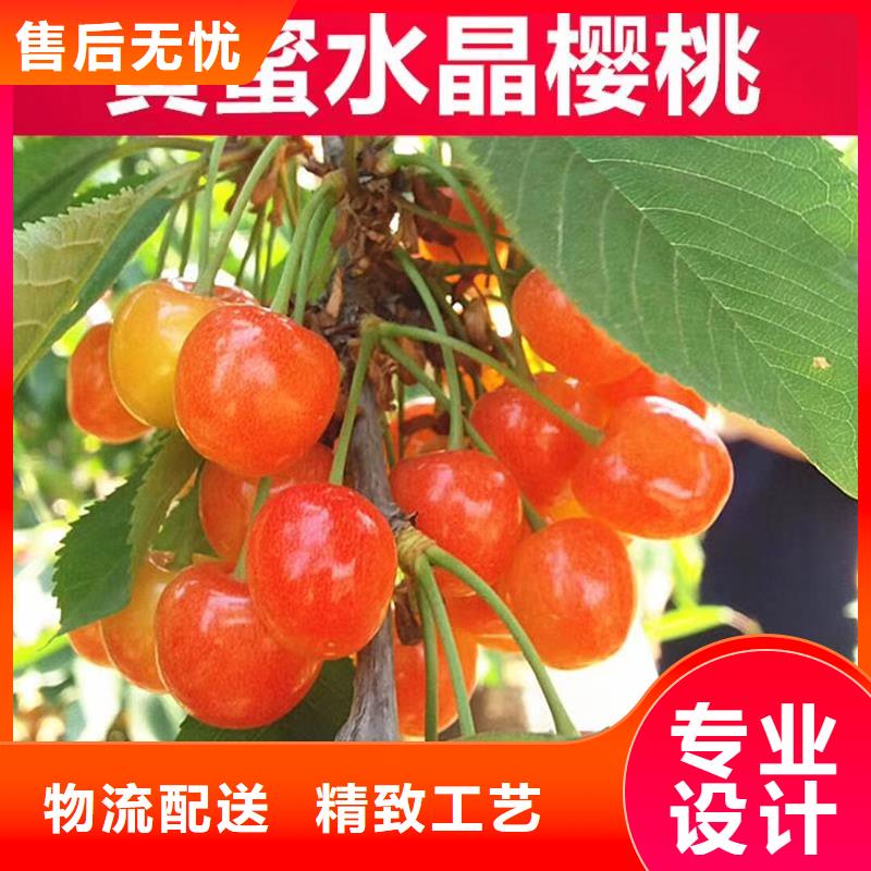 【樱桃】梨树苗甄选好厂家