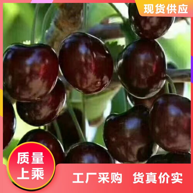 【樱桃】无花果苗优质工艺