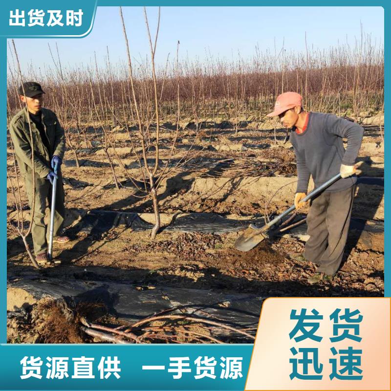 【樱桃】石榴苗发货迅速