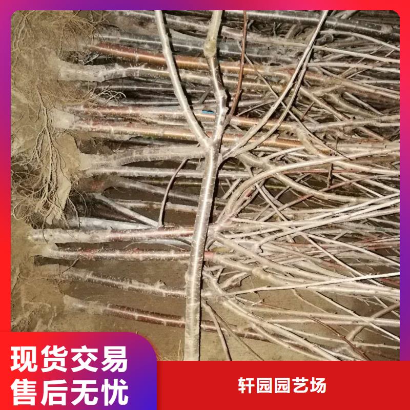 樱桃【樱桃苗】用心服务