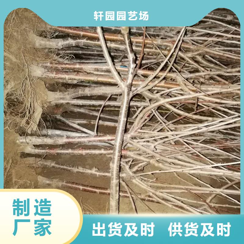 樱桃_桃树苗多年经验值得信赖