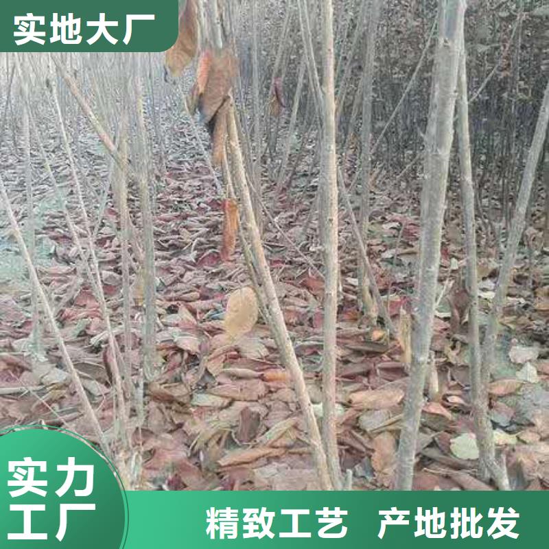 樱桃-【樱桃苗】现货供应