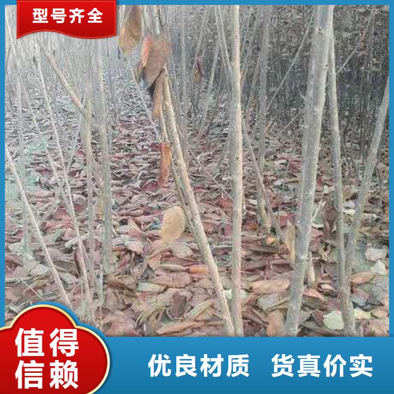 樱桃_樱桃苗原厂制造